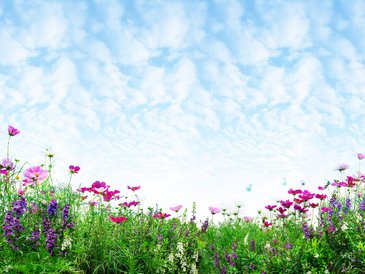 Blumenwiese mit blauem Himmel