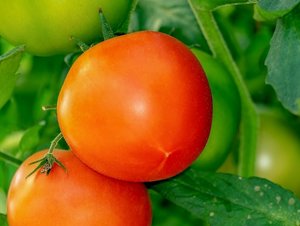 tomaten am strauch