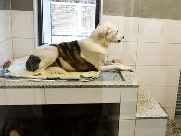 Ein Hunf liegt im Hundezimmer des Essener Tierheims