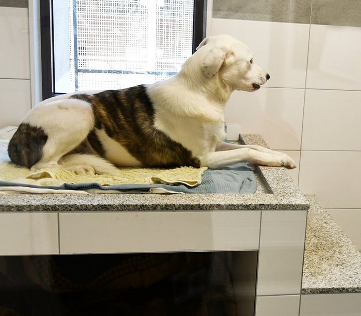 Ein Hunf liegt im Hundezimmer des Essener Tierheims